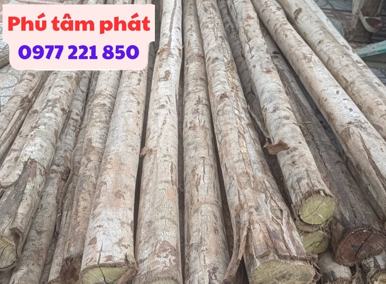 Cây chống tràm - cây xà cừ 